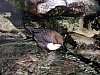 (c)ETasser Wasseramsel als Indikatorart fuer Gewaesserguete
